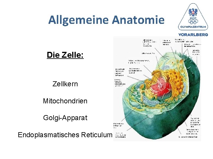 Allgemeine Anatomie Die Zelle: Zellkern Mitochondrien Golgi-Apparat Endoplasmatisches Reticulum 