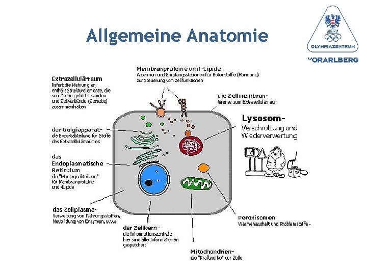 Allgemeine Anatomie 