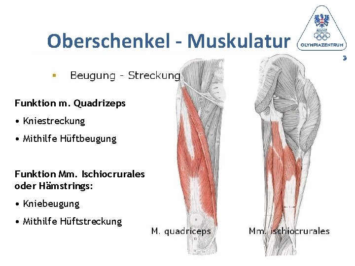 Oberschenkel - Muskulatur Funktion m. Quadrizeps • Kniestreckung • Mithilfe Hüftbeugung Funktion Mm. Ischiocrurales