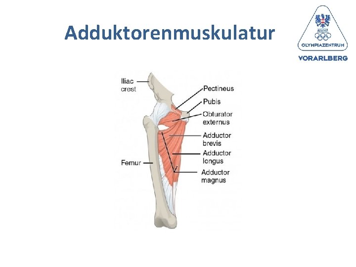 Adduktorenmuskulatur 