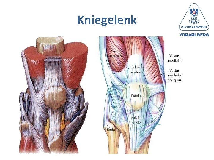 Kniegelenk 