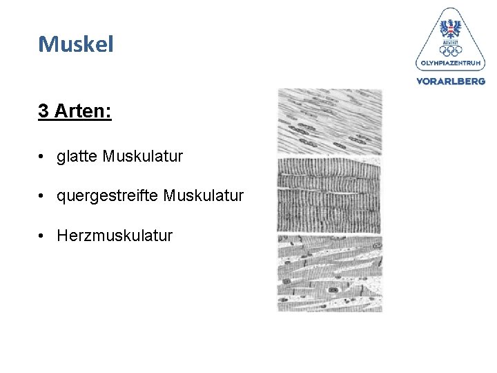 Muskel 3 Arten: • glatte Muskulatur • quergestreifte Muskulatur • Herzmuskulatur 