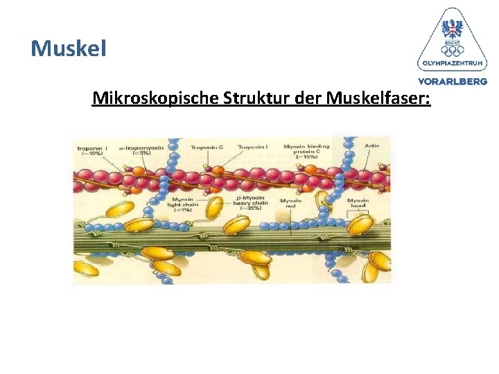 Muskel Mikroskopische Struktur der Muskelfaser: 
