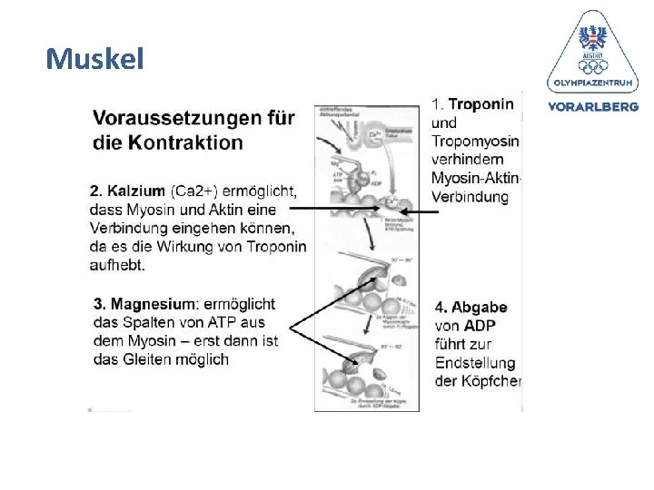 Muskel 