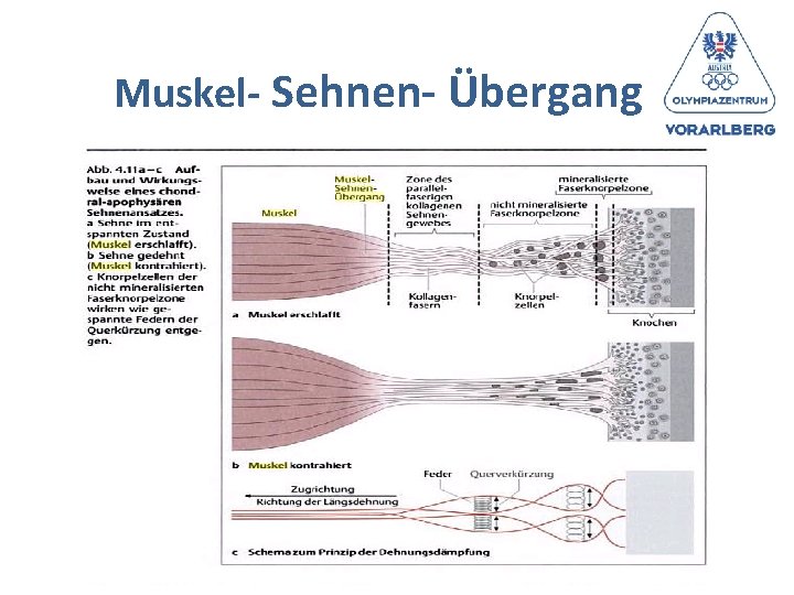 Muskel- Sehnen- Übergang 