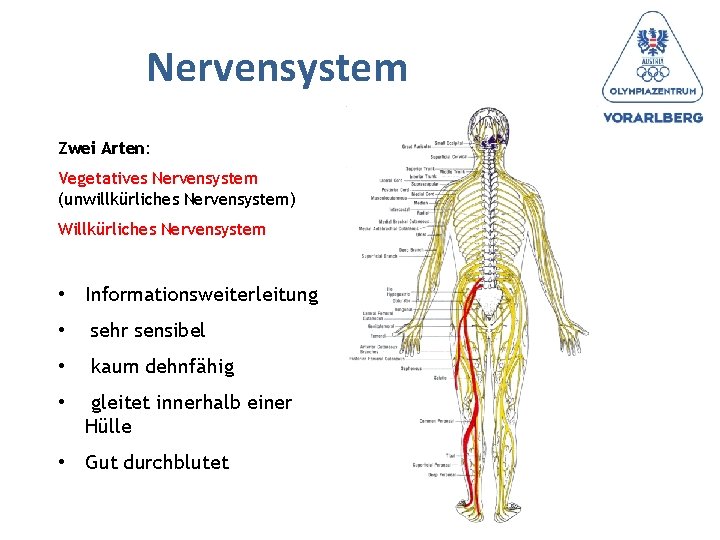 Nervensystem Zwei Arten: Vegetatives Nervensystem (unwillkürliches Nervensystem) Willkürliches Nervensystem • Informationsweiterleitung • sehr sensibel