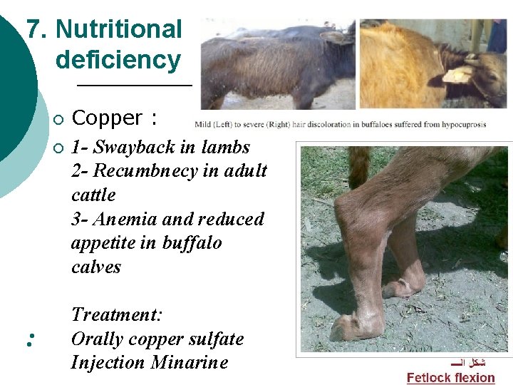 7. Nutritional deficiency ¡ ¡ : Copper : 1 - Swayback in lambs 2