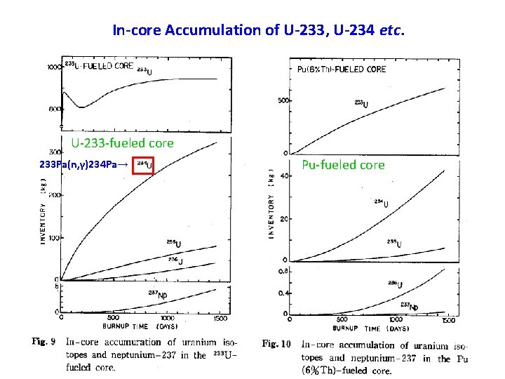 In-core Accumulation of U-233, U-234 etc. U-233 -fueled core 233 Pa(n, γ)234 Pa→ Pu-fueled