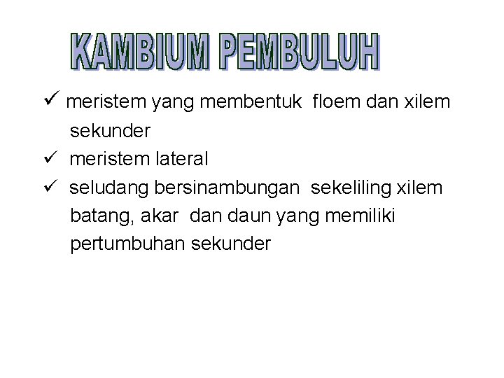 ü meristem yang membentuk floem dan xilem sekunder ü meristem lateral ü seludang bersinambungan