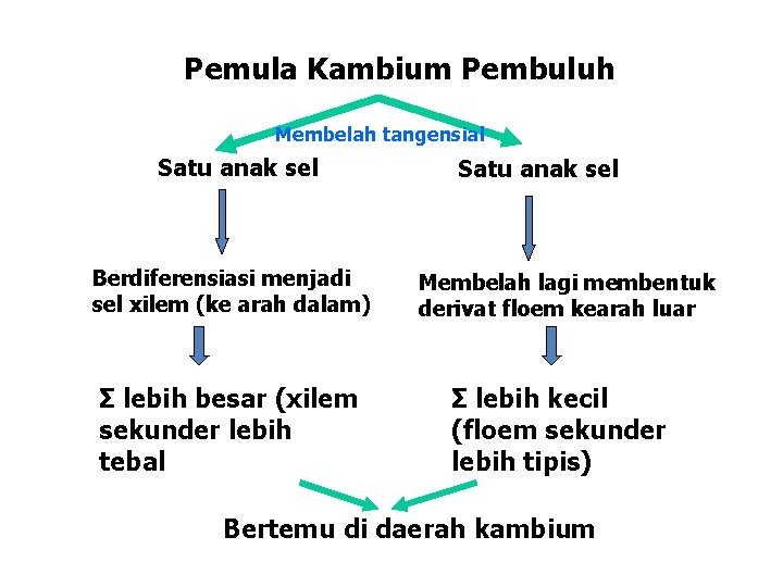 Pemula Kambium Pembuluh Membelah tangensial Satu anak sel Berdiferensiasi menjadi sel xilem (ke arah