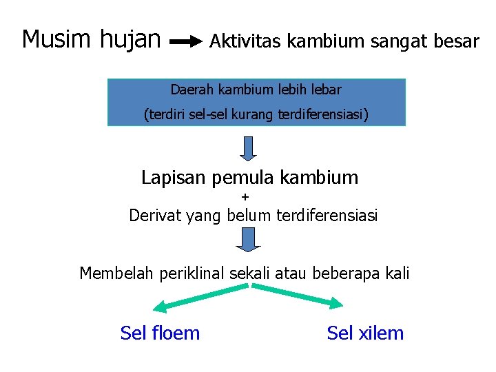 Musim hujan Aktivitas kambium sangat besar Daerah kambium lebih lebar (terdiri sel-sel kurang terdiferensiasi)