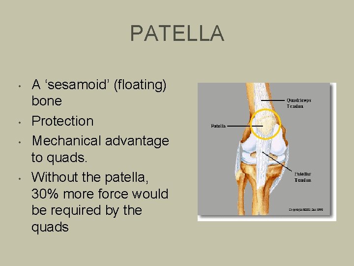 PATELLA • • A ‘sesamoid’ (floating) bone Protection Mechanical advantage to quads. Without the