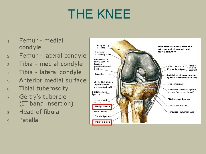 THE KNEE 1. 2. 3. 4. 5. 6. 7. 8. 9. Femur - medial