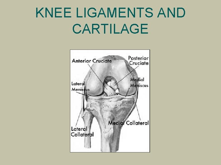 KNEE LIGAMENTS AND CARTILAGE 