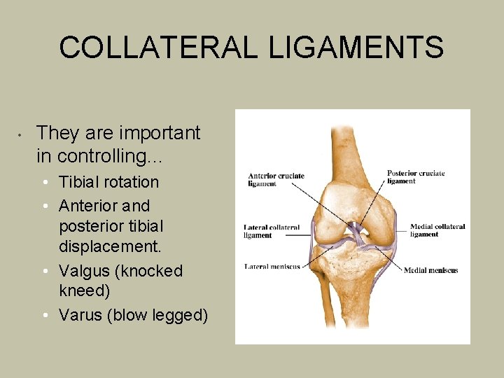 COLLATERAL LIGAMENTS • They are important in controlling… • Tibial rotation • Anterior and