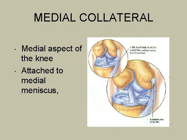 MEDIAL COLLATERAL • • Medial aspect of the knee Attached to medial meniscus, 