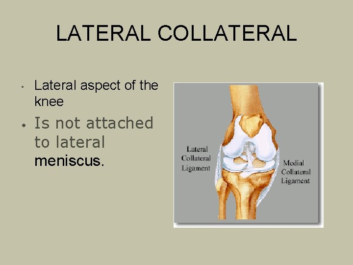 LATERAL COLLATERAL • • Lateral aspect of the knee Is not attached to lateral