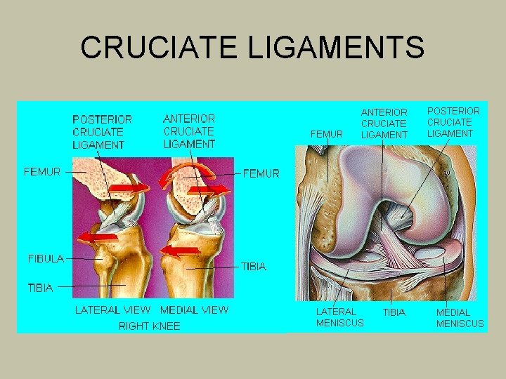 CRUCIATE LIGAMENTS 