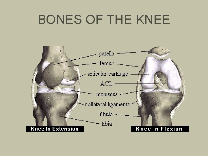 BONES OF THE KNEE 