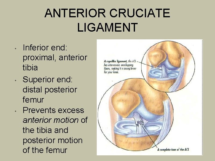 ANTERIOR CRUCIATE LIGAMENT • • • Inferior end: proximal, anterior tibia Superior end: distal