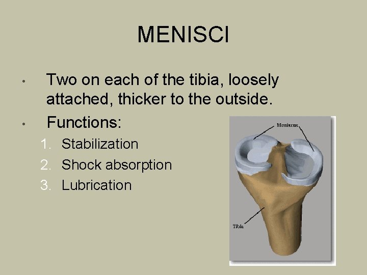 MENISCI • • Two on each of the tibia, loosely attached, thicker to the
