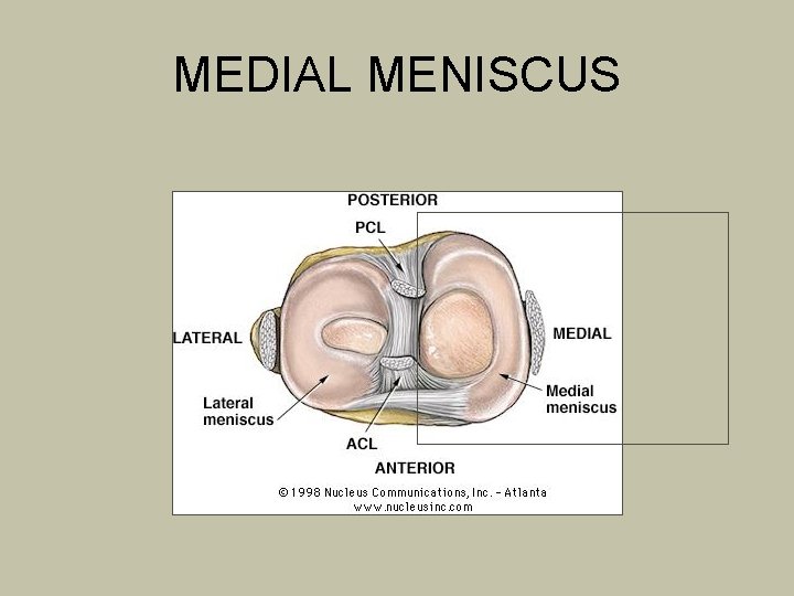 MEDIAL MENISCUS 