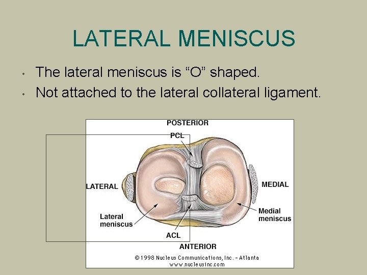 LATERAL MENISCUS • • The lateral meniscus is “O” shaped. Not attached to the