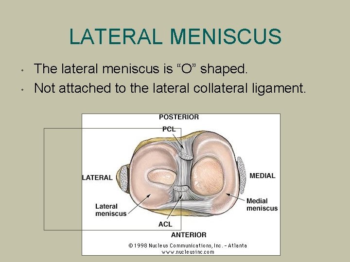 LATERAL MENISCUS • • The lateral meniscus is “O” shaped. Not attached to the