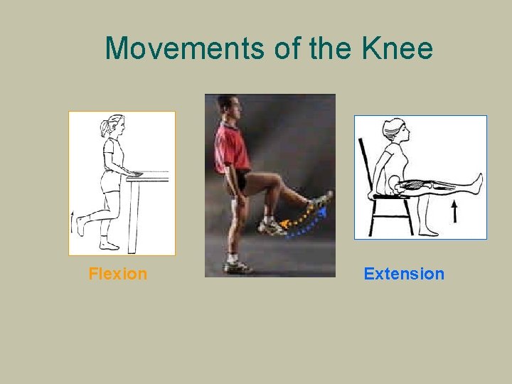 Movements of the Knee Flexion Extension 