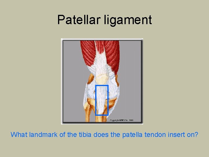 Patellar ligament What landmark of the tibia does the patella tendon insert on? 