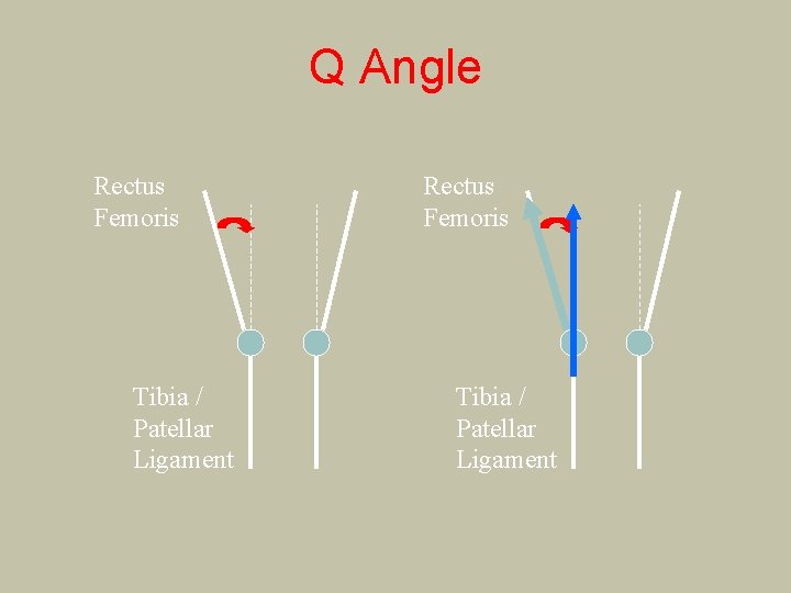 Q Angle Rectus Femoris Tibia / Patellar Ligament 