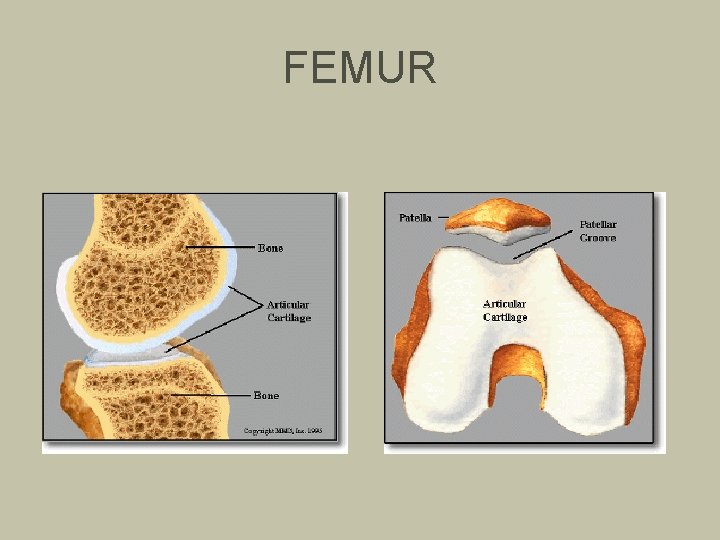 FEMUR 