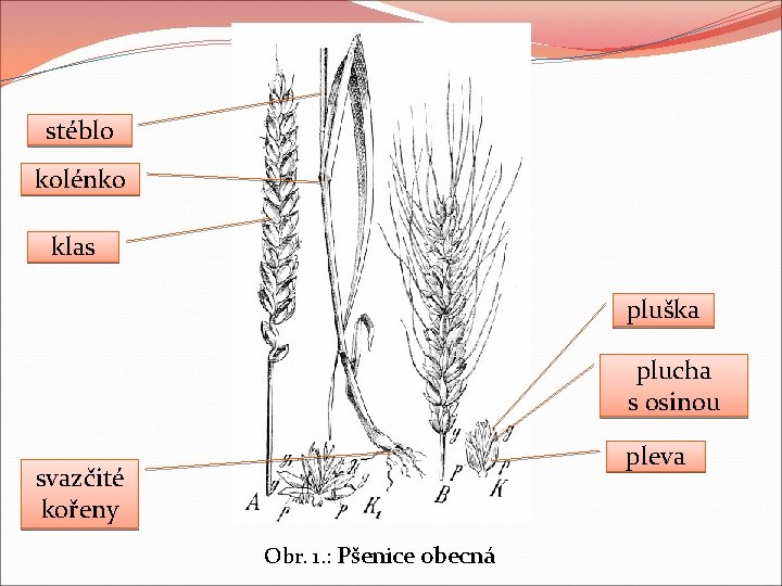 stéblo kolénko klas pluška plucha s osinou pleva svazčité kořeny Obr. 1. : Pšenice