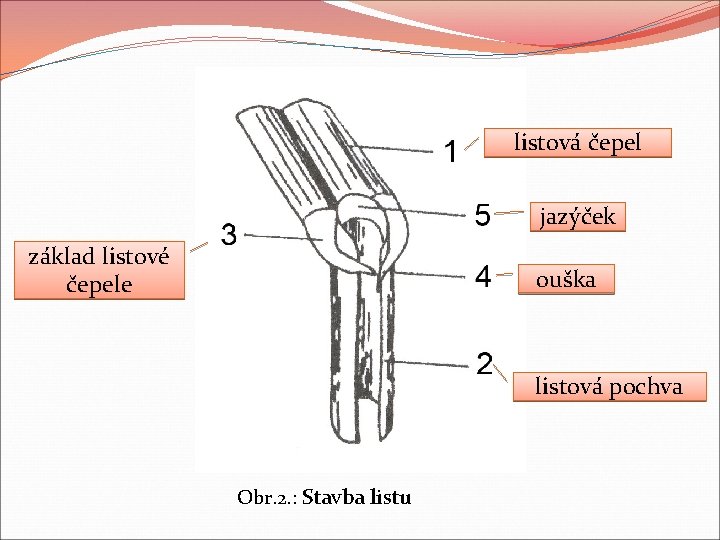 listová čepel jazýček základ listové čepele ouška listová pochva Obr. 2. : Stavba listu