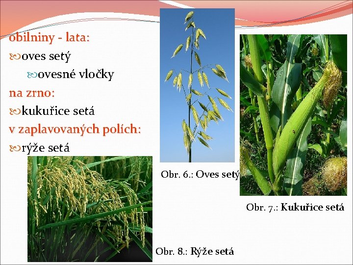obilniny - lata: oves setý ovesné vločky na zrno: kukuřice setá v zaplavovaných polích: