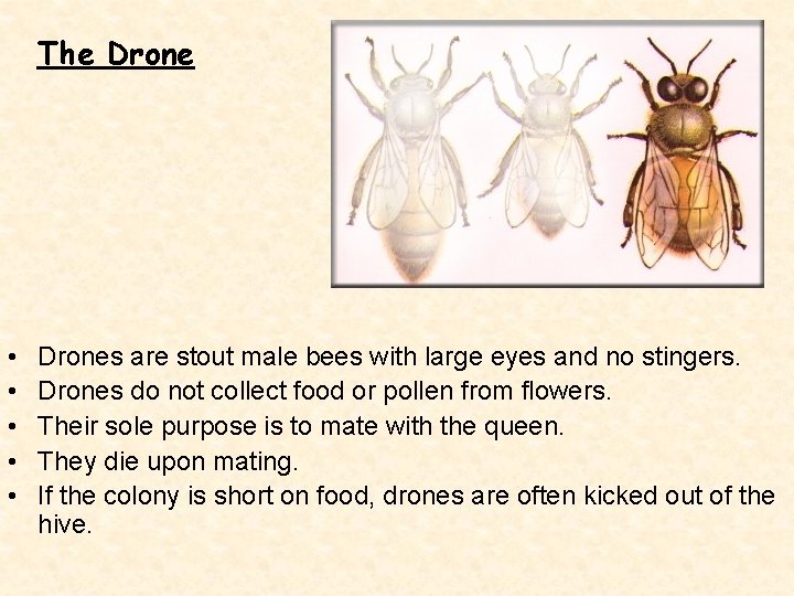 The Drone • • • Drones are stout male bees with large eyes and