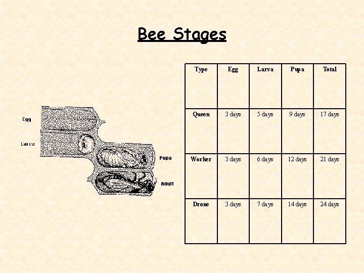 Bee Stages Type Egg Larva Pupa Total Queen 3 days 5 days 9 days