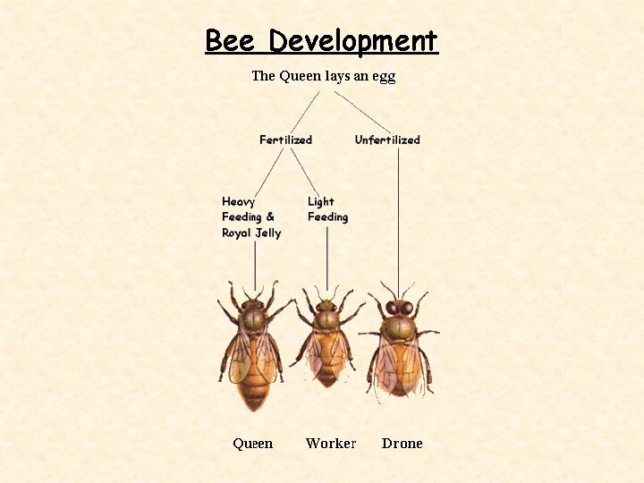 Bee Development 