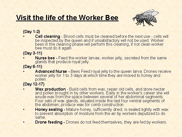 Visit the life of the Worker Bee (Day 1 -2) • Cell cleaning -