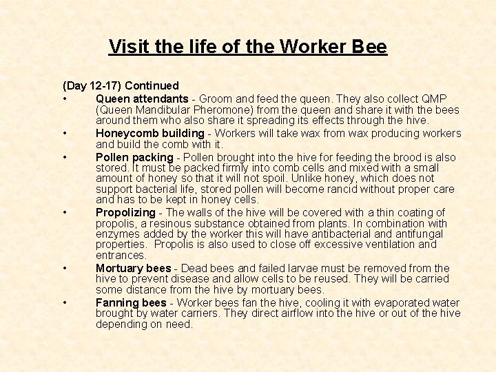 Visit the life of the Worker Bee (Day 12 -17) Continued • Queen attendants