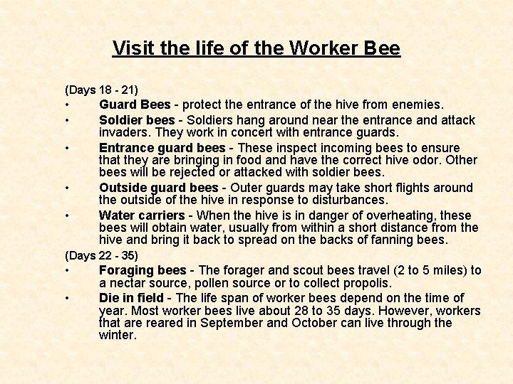 Visit the life of the Worker Bee (Days 18 - 21) • • Guard