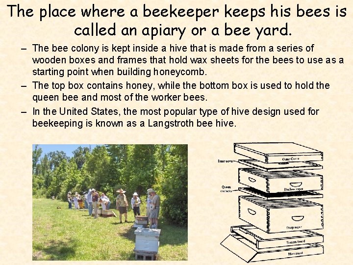 The place where a beekeeper keeps his bees is called an apiary or a