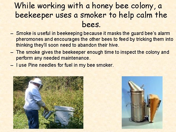 While working with a honey bee colony, a beekeeper uses a smoker to help
