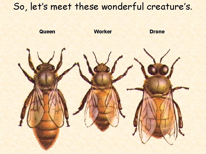 So, let’s meet these wonderful creature’s. Queen Worker Drone 