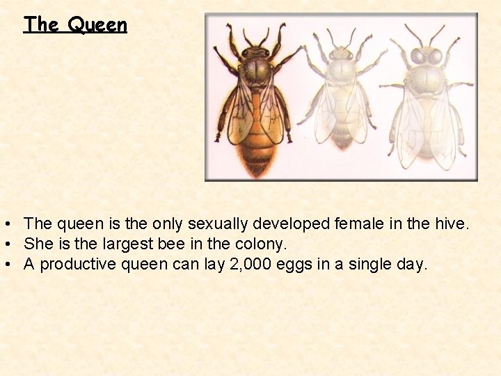 The Queen • The queen is the only sexually developed female in the hive.