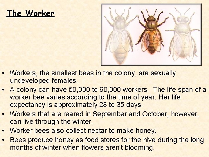 The Worker • Workers, the smallest bees in the colony, are sexually undeveloped females.