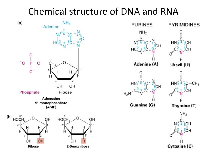 Chemical structure of DNA and RNA 