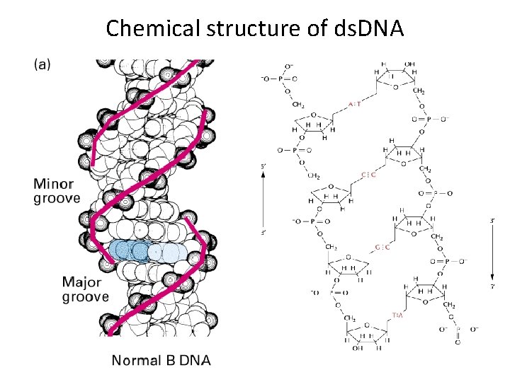 Chemical structure of ds. DNA 