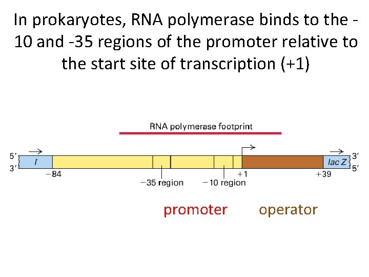 In prokaryotes, RNA polymerase binds to the 10 and -35 regions of the promoter
