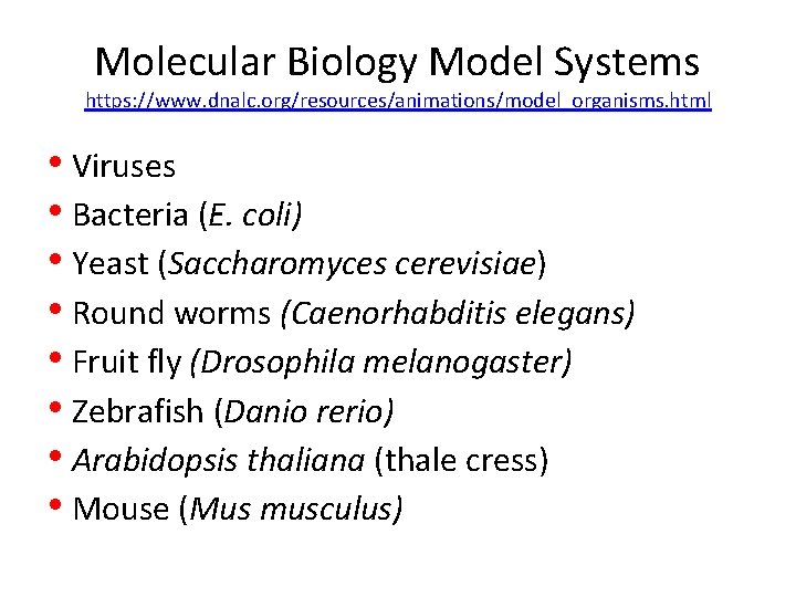 Molecular Biology Model Systems https: //www. dnalc. org/resources/animations/model_organisms. html • Viruses • Bacteria (E.